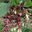 Leycesteria formosana fruit
